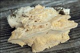 Trametes pubescens image