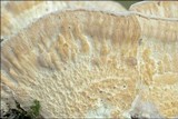 Trametes pubescens image