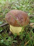 Leccinellum lepidum image