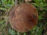 Leccinellum lepidum image