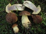 Leccinellum lepidum image