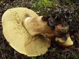 Leccinellum lepidum image