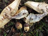Leccinellum lepidum image