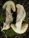 Leccinellum lepidum image