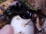 Russula albonigra image
