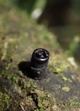 Camillea mucronata image