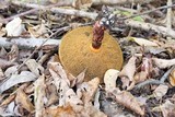 Suillus spectabilis image