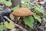Suillus spectabilis image