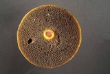 Suillus spectabilis image