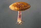 Suillus spectabilis image