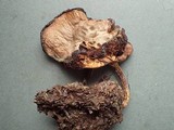 Psathyrella uliginicola image