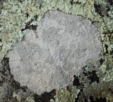Pertusaria plittiana image