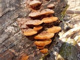 Phellinus gilvus image