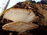 Trametes cubensis image