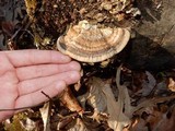 Trametes cubensis image