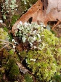 Cladonia apodocarpa image