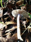 Inocybe ionocephala image