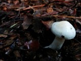 Hygrophorus eburneus image