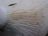 Russula cascadensis image