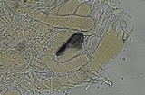 Aleurodiscus grantii image