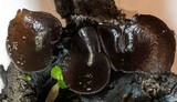 Plicaria carbonaria image