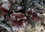 Plicaria carbonaria image