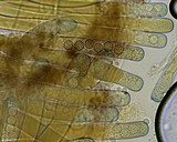 Plicaria carbonaria image