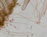 Plicaria carbonaria image