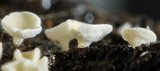 Lachnum virgineum image