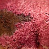 Hypomyces rosellus image