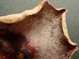 Hypomyces rosellus image