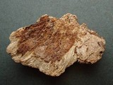 Hypomyces semitranslucens image