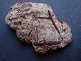 Hypomyces semitranslucens image