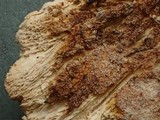 Hypomyces semitranslucens image