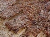Hypomyces semitranslucens image