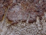 Hypomyces semitranslucens image