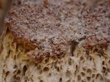 Hypomyces semitranslucens image