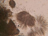 Hypomyces semitranslucens image