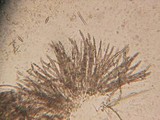 Hypomyces semitranslucens image