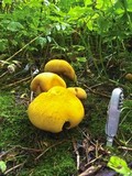 Phaeolepiota aurea image