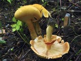 Phaeolepiota aurea image
