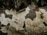 Diplomitoporus crustulinus image