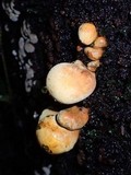 Entonaema liquescens image