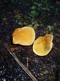 Entonaema liquescens image