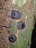 Camillea cyclops image