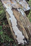 Cinereomyces lindbladii image