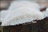 Cinereomyces lindbladii image