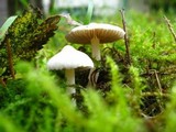 Inocybe geophylla var. geophylla image