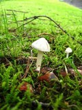 Inocybe geophylla var. geophylla image
