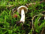 Inocybe geophylla var. geophylla image